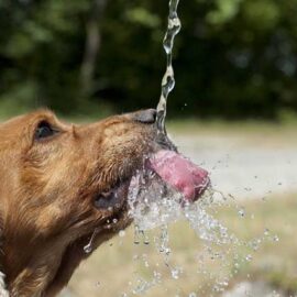 qual água ideal para os seus pets